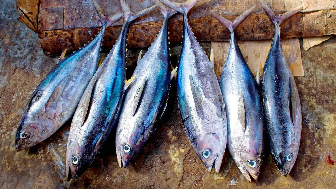 Tuna Fish: ಹೇರ್‌ ಫಾಲ್‌ ಹೆಚ್ಚಾಗ್ತಿದ್ಯಾ? ದೃಷ್ಟಿ ದೋಷ ಇದ್ಯಾ? ಮೂಳೆ ಸವೆಯುತ್ತಿದೆಯೇ? ಹಾಗಿದ್ರೆ ಈ ಮೀನು ತಿನ್ನಿ - Image 3