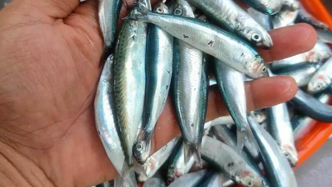 Tuna Fish: ಹೇರ್‌ ಫಾಲ್‌ ಹೆಚ್ಚಾಗ್ತಿದ್ಯಾ? ದೃಷ್ಟಿ ದೋಷ ಇದ್ಯಾ? ಮೂಳೆ ಸವೆಯುತ್ತಿದೆಯೇ? ಹಾಗಿದ್ರೆ ಈ ಮೀನು ತಿನ್ನಿ - Image 5