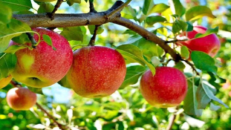Turkey apple