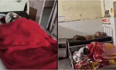 ಸರ್ಕಾರಿ ಆಸ್ಪತ್ರೆಯ ಬೆಡ್ ಮೇಲೆಯೇ ಶ್ವಾನಗಳ ಸುಖ ನಿದ್ರೆ!