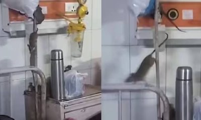 ಆಸ್ಪತ್ರೆಯೊಳಗೆ ರಾಜರೋಷವಾಗಿ ಇಲಿಗಳ ಓಡಾಟ; ವಿಡಿಯೊ ವೈರಲ್!