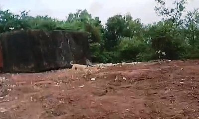 ಭಟ್ಕಳದಲ್ಲಿ ಜಾನುವಾರು ಮೂಳೆಗಳ ರಾಶಿ ಪತ್ತೆ