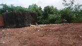 ಭಟ್ಕಳದಲ್ಲಿ ಜಾನುವಾರು ಮೂಳೆಗಳ ರಾಶಿ ಪತ್ತೆ