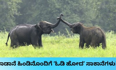 ಉತ್ತರಾಖಂಡದಲ್ಲಿ ಕಾಡಾನೆಗಳೊಂದಿಗೆ ಪರಾರಿಯಾದ ಸಾಕಾನೆಗಳು!