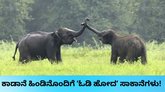 ಉತ್ತರಾಖಂಡದಲ್ಲಿ ಕಾಡಾನೆಗಳೊಂದಿಗೆ ಪರಾರಿಯಾದ ಸಾಕಾನೆಗಳು!