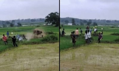 ಗದ್ದೆಗೆ ಲಗ್ಗೆ ಇಟ್ಟ ಆನೆಯನ್ನು ಕೆರಳಿಸಿದ ಸಾರ್ವಜನಿಕರು; ವಿಡಿಯೊ ನೋಡಿ