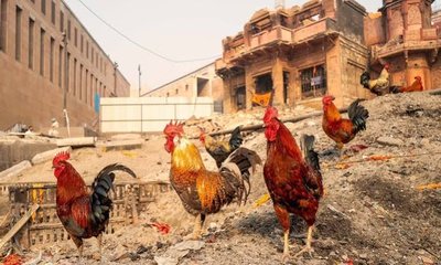 ಕಾಶಿ ನಗರದಿಂದ ಮಾಂಸ ಅಂಗಡಿಗಳಿಗೆ ಗೇಟ್ ಪಾಸ್!