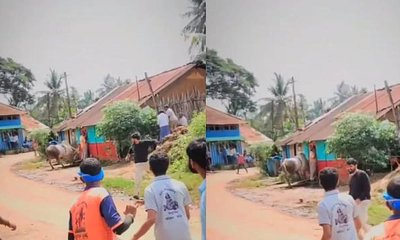 ಹೋರಿ ಬೆದರಿಸುವ ಸ್ಪರ್ಧೆ; ಮಾಜಿ ಶಾಸಕನಿಗೆ ತಿವಿದ ಹೋರಿ