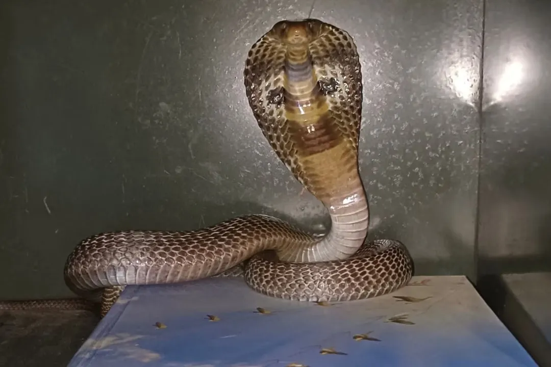 Viral Video: ಹಾವು ಕಚ್ಚಿ ಮಹಿಳೆ ಸಾವು; ದಿಂಬಿನಡಿಯಲ್ಲಿತ್ತು ವಿಷ ಸರ್ಪ! ವೈರಲ್‌ ವಿಡಿಯೊ ಇಲ್ಲಿದೆ