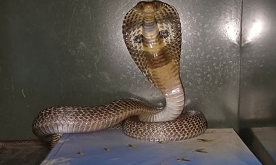 ಮಹಿಳೆಯ ಜೀವ ತೆಗೆದ ದಿಂಬು; ಏನಿದು ವೈರಲ್‌ ಸ್ಟೋರಿ!
