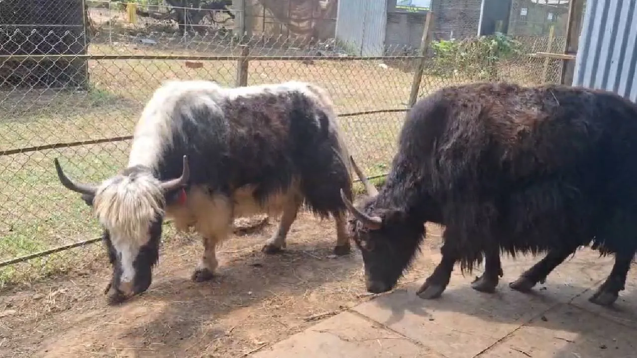 Yak