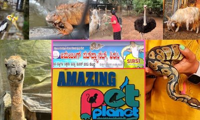 ಅಮೇಜಿಂಗ್ ಪೆಟ್ ಪ್ಲಾನೆಟ್; ಶಿರಸಿಯಲ್ಲಿದೆ ಒಂದು ಪುಟ್ಟ ಪ್ರಾಣಿ ಸಾಮ್ರಾಜ್ಯ!