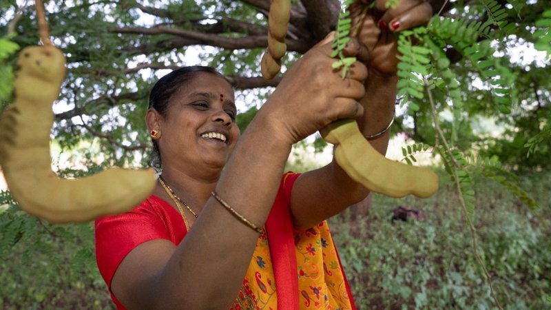 _ Negila Siddha Farmer Produce Organisation