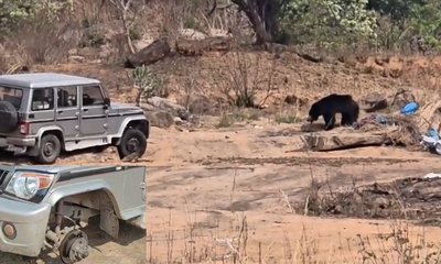 ಹುಚ್ಚು ಕರಡಿ ಆರ್ಭಟ: ಅರಣ್ಯ ಇಲಾಖೆ ವಾಹನದ ಟೈರ್ ಕಿತ್ತೆಸೆದು ದಾಳಿ