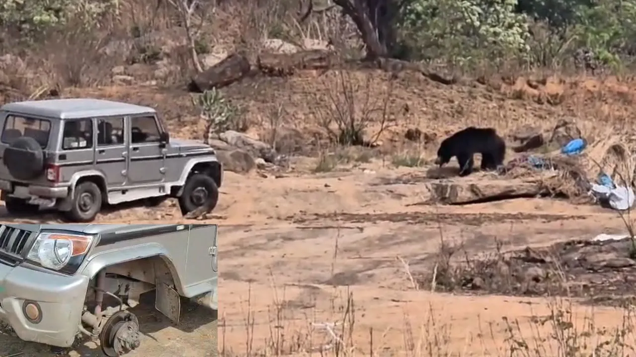 Bear Attack: ಕೊರಟಗೆರೆಯಲ್ಲಿ ಹುಚ್ಚು ಕರಡಿ ಆರ್ಭಟ; ಅರಣ್ಯ ಇಲಾಖೆ ವಾಹನದ ಟೈರ್ ಕಿತ್ತೆಸೆದು ದಾಳಿ