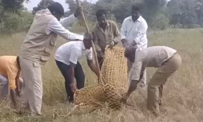 ಎರಡು ಚಿರತೆಗಳ ಕಾದಾಟ; ಗಂಭೀರವಾಗಿ ಗಾಯಗೊಂಡು ಗಂಡು ಚಿರತೆ ಸಾವು