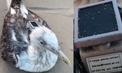 ವಲಸೆ ಬಂದ ಸೀಗಲ್ ಹಕ್ಕಿಯಲ್ಲಿ ಚೀನಾದ ಜಿಪಿಎಸ್ ಟ್ರ್ಯಾಕರ್ ಪತ್ತೆ!