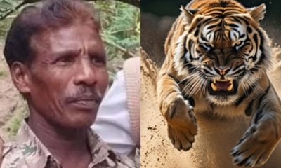 ಬಂಡೀಪುರದಲ್ಲಿ ಹುಲಿ ದಾಳಿಯಿಂದ ಫಾರೆಸ್ಟ್‌ ವಾಚರ್‌ ಸಾವು