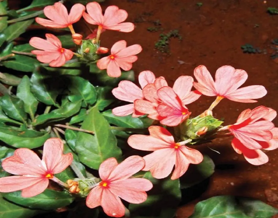 aboli flower