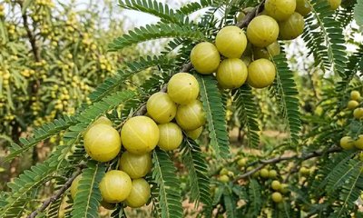 ಆಮ್ಲಾದಿಂದ ದೇಹಕ್ಕೆ ಈ ಆರೋಗ್ಯ ಪ್ರಯೋಜನ ಸಿಗಲಿದೆ!