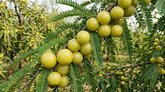 ಆಮ್ಲಾದಿಂದ ದೇಹಕ್ಕೆ ಈ ಆರೋಗ್ಯ ಪ್ರಯೋಜನ ಸಿಗಲಿದೆ!