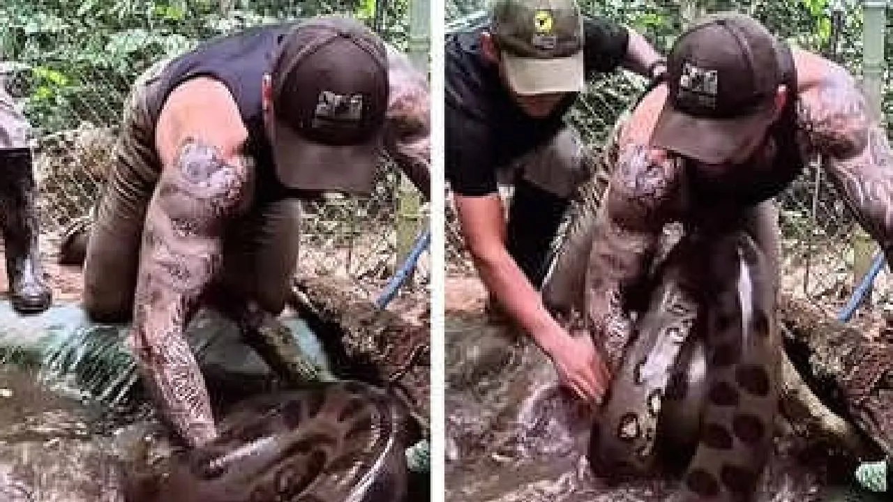 ‌Viral Video: ದೈತ್ಯ ಅನಕೊಂಡವನ್ನು ಬರಿಗೈಯಲ್ಲಿ ಹಿಡಿದ ವ್ಯಕ್ತಿ; ಶಾಕಿಂಗ್‌ ವಿಡಿಯೊ ವೈರಲ್