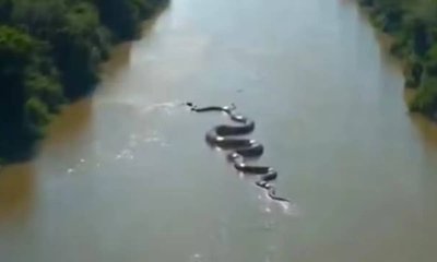 ದೈತ್ಯ ಅನಕೊಂಡ ನೋಡಿ ನೆಟ್ಟಿಗರು ಫುಲ್‌ ಶಾಕ್‌; ಇದೇನು ನಕಲಿನಾ..?
