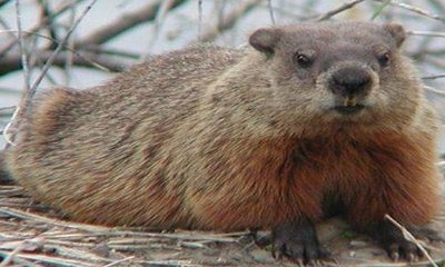 Dr N Someshwara Column: ಮೃತ್ಯುಂಜಯನಾಗಿಬಿಟ್ಟನೇ ಈ ನರಮಾನವ ?