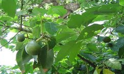 Vishweshwar Bhat Column: ಆವಕಾಡೊ ಮತ್ತು ಅಪರಾಧ