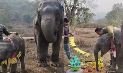 ಮರಿಯಾನೆಯ ಹುಟ್ಟುಹಬ್ಬ ಆಚರಿಸಿದ ಪ್ರಾಣಿ ಪ್ರಿಯ