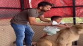 ಸಿಂಹದ ಜತೆ ಪೋಸ್‌ ನೀಡಲು ಮಗುವಿಗೆ ಈತ ಮಾಡಿದ್ದೇನು?