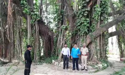 ಬಿಹಾರದಲ್ಲಿದೆ ವಿಶ್ವದ ಅತ್ಯಂತ ಹಳೆಯ ಆಲದ ಮರ