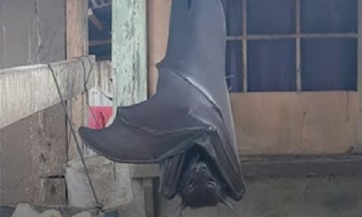 ಮನುಷ್ಯ ಗಾತ್ರದ ಬಾವಲಿ ನೋಡಿದ್ದೀರಾ?