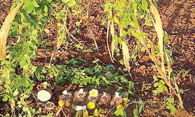 Sharada Kaudi Column: ʼಭೂತಾಯಿʼಗೆ ಬಯಕೆ ಊಟ !