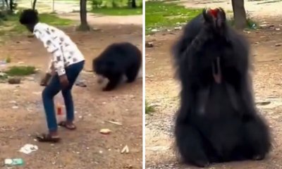 ಕರಡಿಗೆ ಕುಡಿಯಲು ಕೊಟ್ಟ ಕಿಡಿಗೇಡಿಗೆ ಗತಿ ಏನಾಯ್ತು?