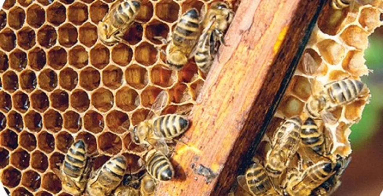 bee