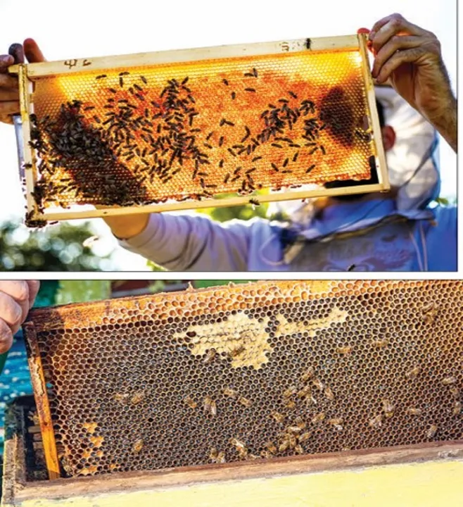 bee 2 ok