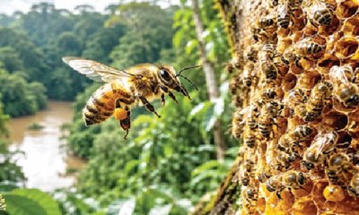 ಅಮೆಜಾನ್‌ ಕಾಡಿನ ಪುಟ್ಟ ಜೇನಿನ ದೊಡ್ಡ ಕಥೆ