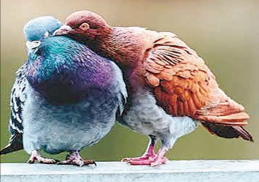bird ok