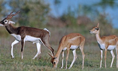 31 ಕೃಷ್ಣಮೃಗಗಳ ಸಾವಿಗೆ ಕಾರಣ ಪತ್ತೆ, ತಜ್ಞರ ತಂಡದಿಂದ ವರದಿ