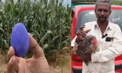 ನೀಲಿ ಮೊಟ್ಟೆಯಿಟ್ಟ ನಾಟಿ ಕೋಳಿ