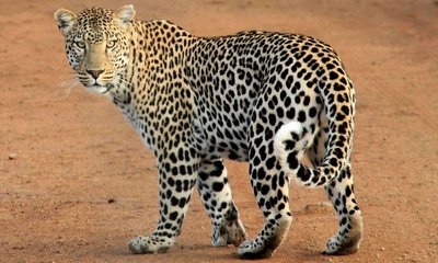 ಬನ್ನೇರುಘಟ್ಟ ಸಫಾರಿ ವೇಳೆ ಚಿರತೆ ದಾಳಿ: ಮಹಿಳೆ ಕೈಗೆ ಗಾಯ