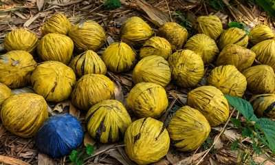 ಪಶ್ಚಿಮ ಬಂಗಾಳದಲ್ಲಿ ಸ್ಪೋಟಕ್ಕೆ ಸಂಚು?