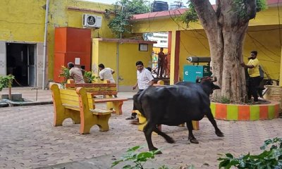 ಪುರಸಭೆಯ ಕಚೇರಿಗೆ ನುಗ್ಗಿದ ಎಮ್ಮೆ ಮಾಡಿದ್ದೇನು?