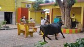 ಪುರಸಭೆಯ ಕಚೇರಿಗೆ ನುಗ್ಗಿದ ಎಮ್ಮೆ ಮಾಡಿದ್ದೇನು?
