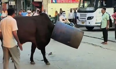 ತಲೆಯೊಳಗೆ ಡ್ರಮ್ ಸಿಲುಕಿ ಗೂಳಿಯ ಒದ್ದಾಟ