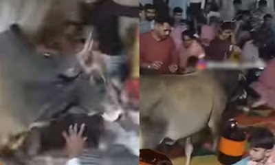 ಮದುವೆಯೊಂದಕ್ಕೆ ಬಂದ ಅನಿರೀಕ್ಷಿತ ಅತಿಥಿಯನ್ನು ಕಂಡು ಓಡಿದ ಜನ
