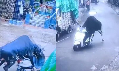 ಬೆಚ್ಚಿ ಬೀಳಿಸೋ ವಿಡಿಯೊ- ಸ್ಕೂಟಿಯ ಮೇಲೆ ಈ ಗೂಳಿಗೆ ಇದೆಂಥಾ ಕೋಪ!