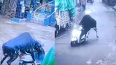 ಬೆಚ್ಚಿ ಬೀಳಿಸೋ ವಿಡಿಯೊ- ಸ್ಕೂಟಿಯ ಮೇಲೆ ಈ ಗೂಳಿಗೆ ಇದೆಂಥಾ ಕೋಪ!