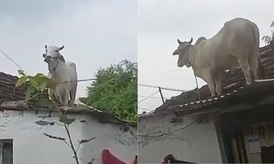 ನೋಡ ನೋಡ್ತಿದ್ದಂತೆ ಏಕಾಏಕಿ ಛಾವಣಿ ಏರಿದ ಹೋರಿ!